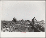 Harvesting sugar beets, Adams County, Colorado