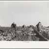 Harvesting sugar beets, Adams County, Colorado