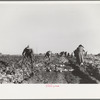 Harvesting sugar beets, Adams County, Colorado