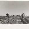 Harvesting sugar beets, Adams County, Colorado