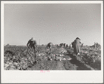 Harvesting sugar beets, Adams County, Colorado