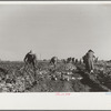 Harvesting sugar beets, Adams County, Colorado