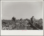 Harvesting sugar beets, Adams County, Colorado