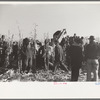 Farmers at mechanical cornhusking contest, Hardin County, Iowa