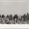 Farmers watch corn picker at mechanical cornhusking contest, Hardin County, Iowa