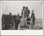 Farmers coming over a stile, at mechanical cornhusking contest, Hardin County, Iowa