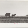 Wagon full of corn comes in from the field, Grundy County, Iowa