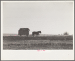 Wagon full of corn comes in from the field, Grundy County, Iowa