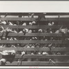 Corn crib, Grundy County, Iowa