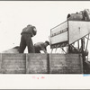 Emptying soy bean seeds from combine harvester, Grundy County, Iowa