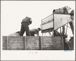 Emptying soy bean seeds from combine harvester, Grundy County, Iowa