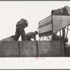 Emptying soy bean seeds from combine harvester, Grundy County, Iowa