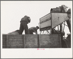 Emptying soy bean seeds from combine harvester, Grundy County, Iowa