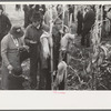 Contestant waits for starting gun as his wife and child look on, cornhusking contest, Marshall County, Iowa