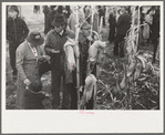 Contestant waits for starting gun as his wife and child look on, cornhusking contest, Marshall County, Iowa