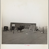 Cows that have been moved into the city still get plenty of dust. Boise City, Oklahoma