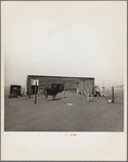 Cows that have been moved into the city still get plenty of dust. Boise City, Oklahoma