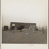Cows that have been moved into the city still get plenty of dust. Boise City, Oklahoma