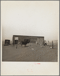 Cows that have been moved into the city still get plenty of dust. Boise City, Oklahoma