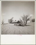 Sand covering orchard. Cimarron County, Oklahoma