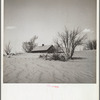 Sand covering orchard. Cimarron County, Oklahoma