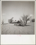 Sand covering orchard. Cimarron County, Oklahoma