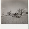 Sand covering orchard. Cimarron County, Oklahoma