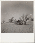 Sand covering orchard. Cimarron County, Oklahoma