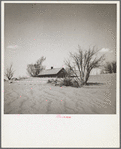 Sand covering orchard. Cimarron County, Oklahoma