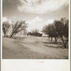 Sand dunes in orchard. [Cimarron County?,] Oklahoma