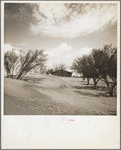 Sand dunes in orchard. [Cimarron County?,] Oklahoma