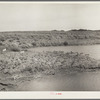 Abandoned strip coal mine leveled and planted with trees by Civilian Conservation Corps (CCC) workers. Cherokee County, Kansas