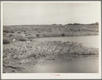 Abandoned strip coal mine leveled and planted with trees by Civilian Conservation Corps (CCC) workers. Cherokee County, Kansas