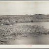 Abandoned strip coal mine leveled and planted with trees by Civilian Conservation Corps (CCC) workers. Cherokee County, Kansas