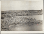 Abandoned strip coal mine leveled and planted with trees by Civilian Conservation Corps (CCC) workers. Cherokee County, Kansas