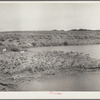 Abandoned strip coal mine leveled and planted with trees by Civilian Conservation Corps (CCC) workers. Cherokee County, Kansas