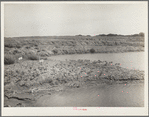 Abandoned strip coal mine leveled and planted with trees by Civilian Conservation Corps (CCC) workers. Cherokee County, Kansas
