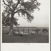 Rehabilitation client whose stock was saved by Farm Debt Adjustment Committee. Allen County, Kansas
