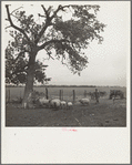 Rehabilitation client whose stock was saved by Farm Debt Adjustment Committee. Allen County, Kansas