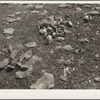Overgrazed land. Shawnee County, Kansas