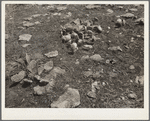 Overgrazed land. Shawnee County, Kansas