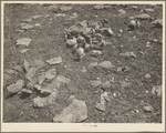 Overgrazed land. Shawnee County, Kansas