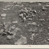 Overgrazed land. Shawnee County, Kansas