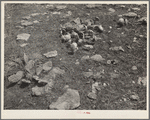 Overgrazed land. Shawnee County, Kansas