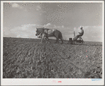 Planting corn. Lancaster County, Nebraska
