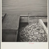 A long day work for an oysterman. Rock Point, Maryland