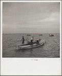 Working an oyster bed. Rock Point, Maryland
