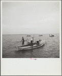 Working an oyster bed. Rock Point, Maryland