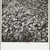 Oyster shells. Rock Point, Maryland