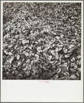 Oyster shells. Rock Point, Maryland